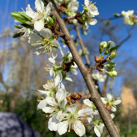 Willrich * Blankenheim (North Rhine-Westphalia)
