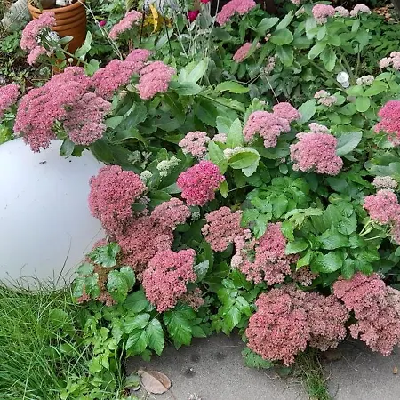 Willrich Apartamento *