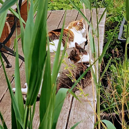 Willrich Apartamento Blankenheim (North Rhine-Westphalia)