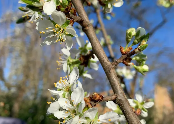 威尔赫斯公寓酒店 * 布兰肯海姆