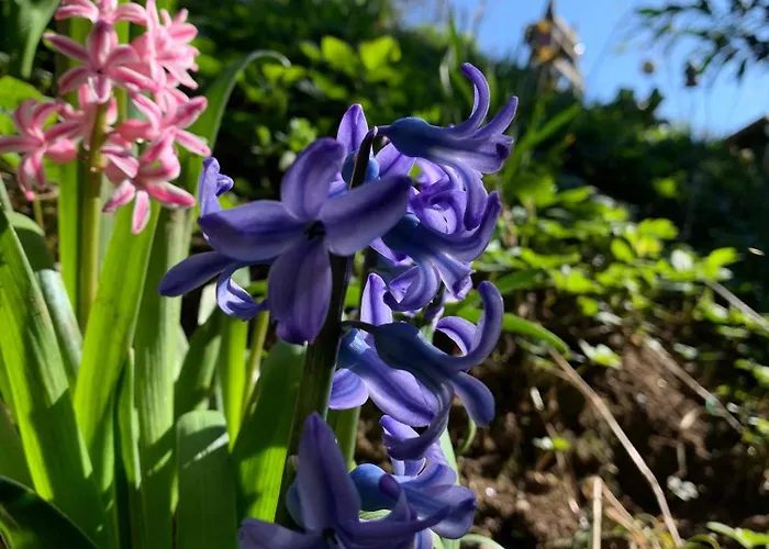 威尔赫斯公寓酒店