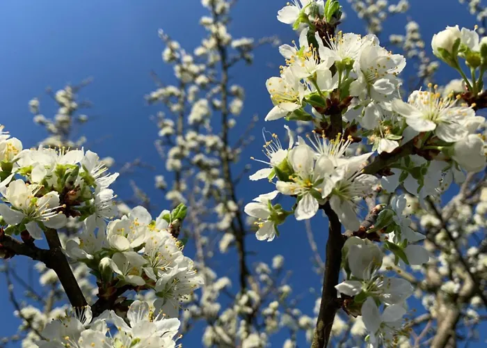 威尔赫斯公寓酒店