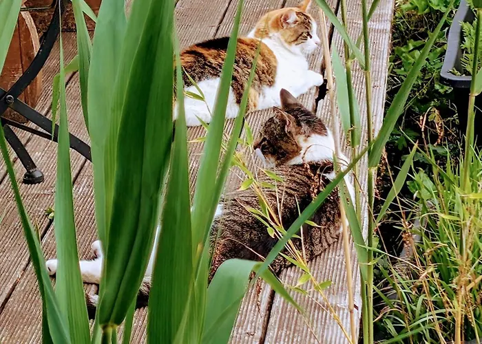 威尔赫斯公寓酒店 公寓 布兰肯海姆